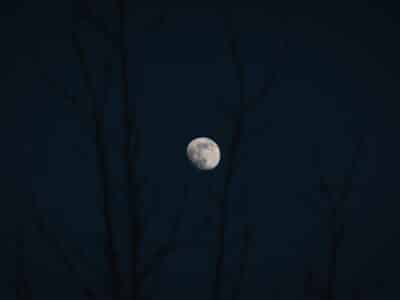 moon in the night sky behind tree branches
